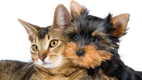 El motivo por el que los gatos son más independientes que los perros